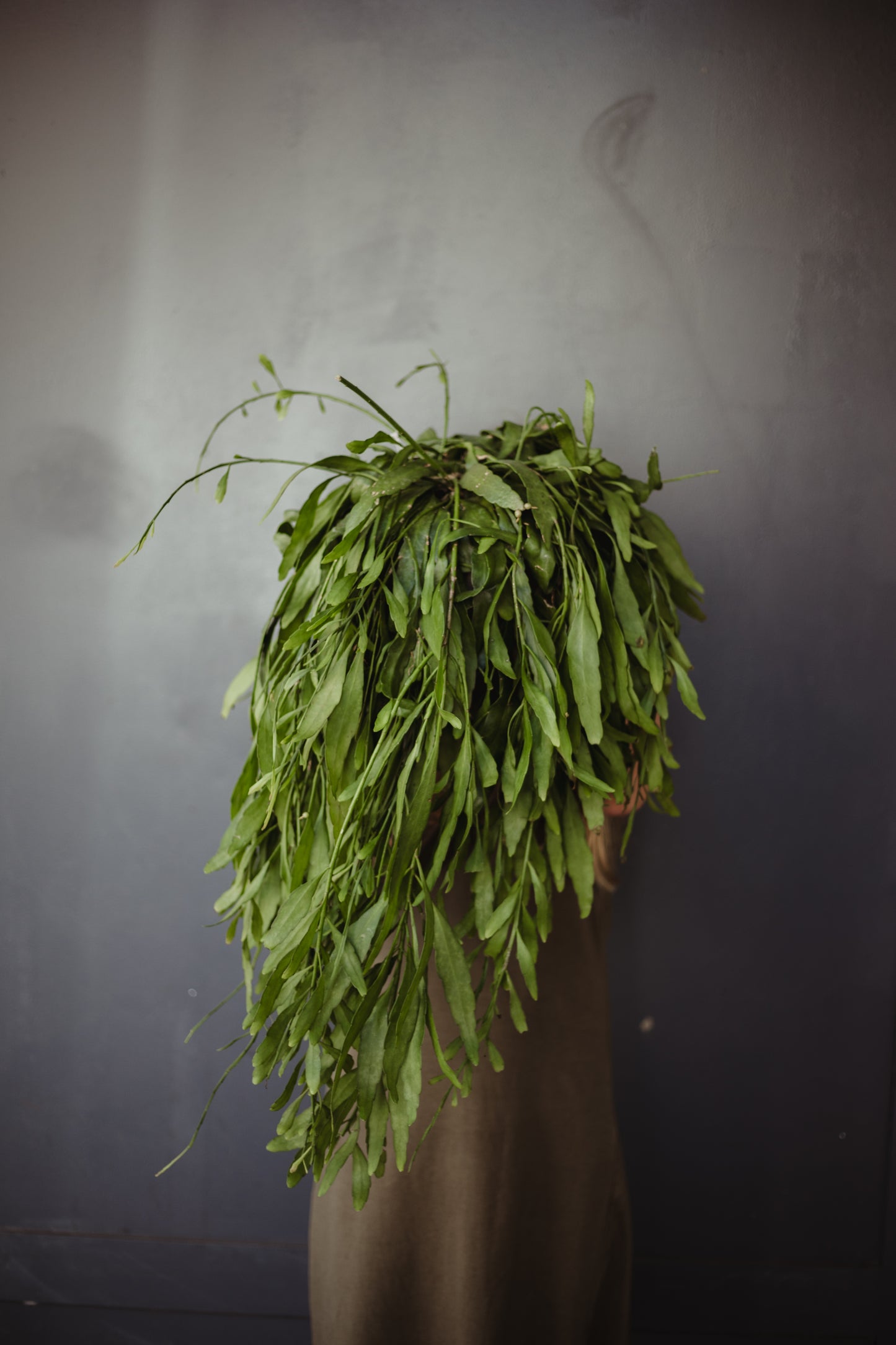 Rhipsalis