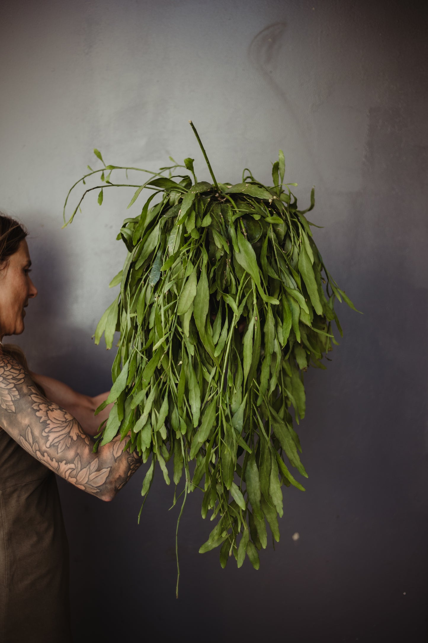 Rhipsalis