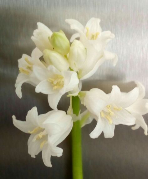 Premier Atelier Floral de 2025 Technique alternatives avec jacinthes et tulipes