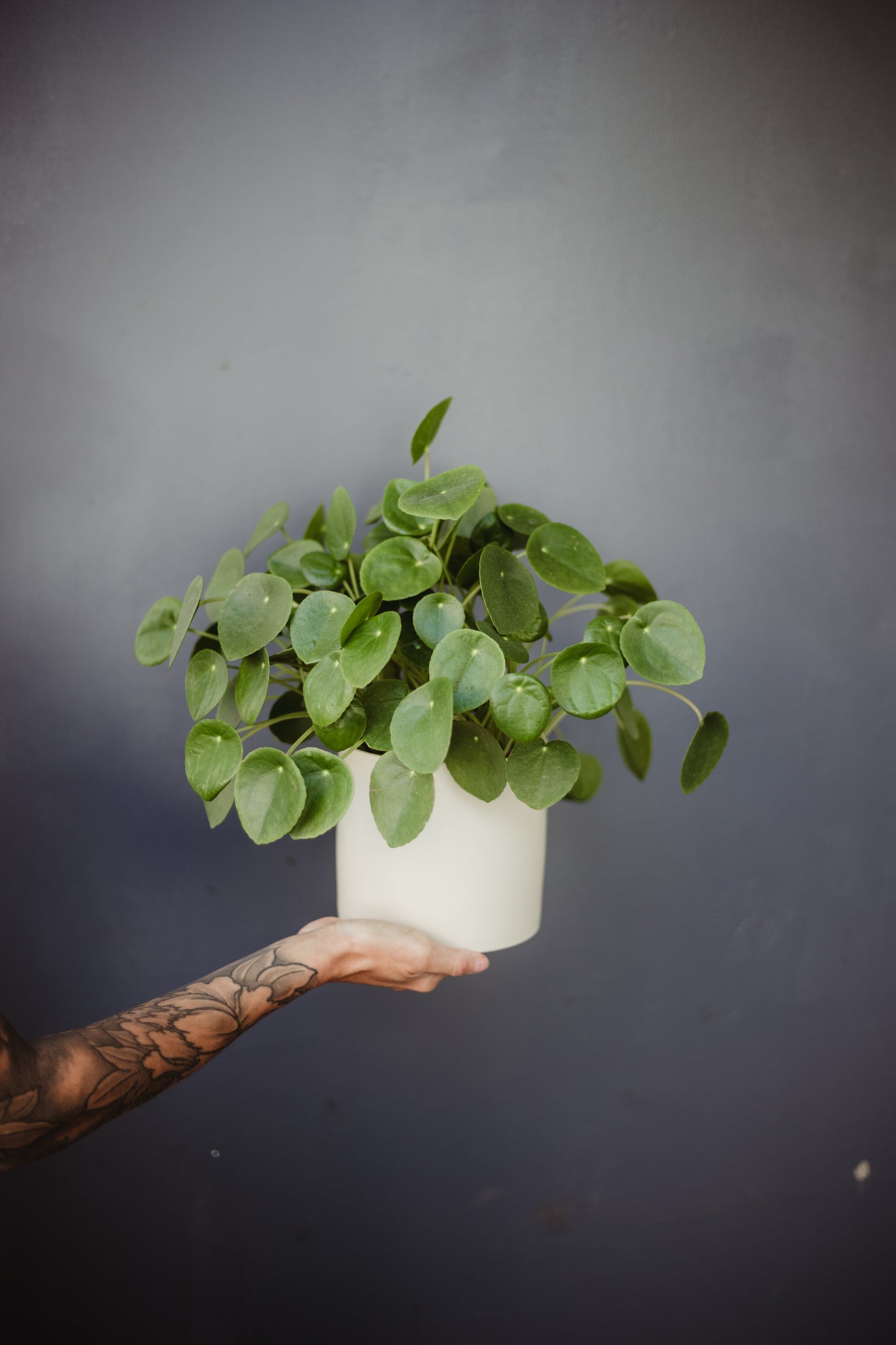 Pilea Peperomioides